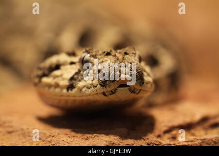 puff adder Stock Photo