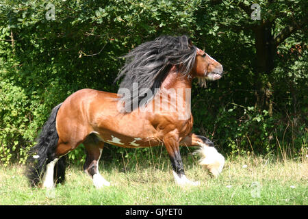 irish cob stallion bucking in the pasture Stock Photo