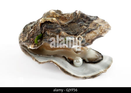 shell pearl oyster Stock Photo