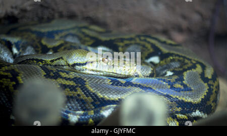 Amethyst python snake coiled Stock Photo