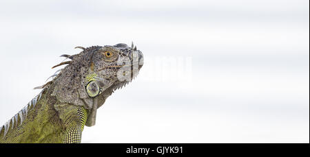 Portrait of a Green Iguana in the morning sun in South Florida Stock Photo