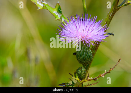 Basket-flower (Plectocephalus americanus),  or American star thistle with small bee hovering Stock Photo