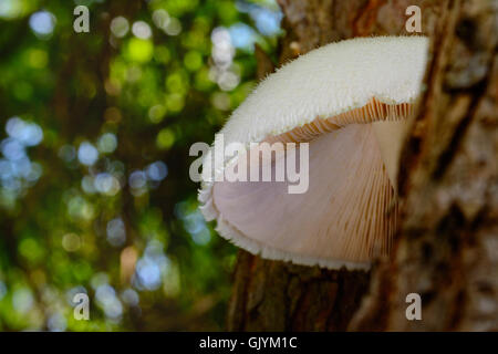 Silky Rosegill Mushroom Volvariella bombycina Snow White, textured cap with detailed underside revealing the gills or spines Stock Photo