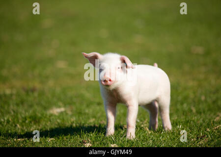 piglets on meadow Stock Photo