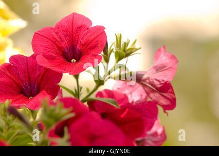 petunia Stock Photo
