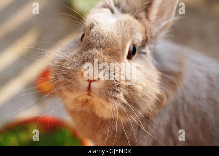 animal pet rabbit Stock Photo