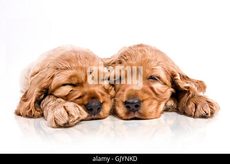 skin dog dogs Stock Photo