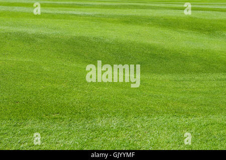 lawn cut short and neat Stock Photo