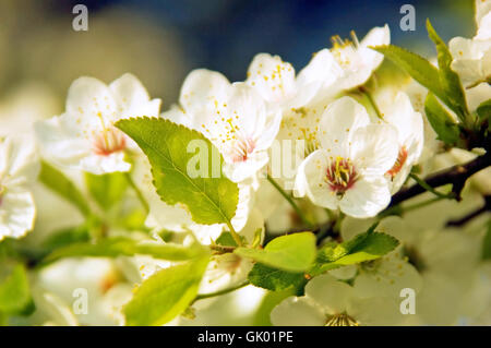 bloom blossom flourish Stock Photo