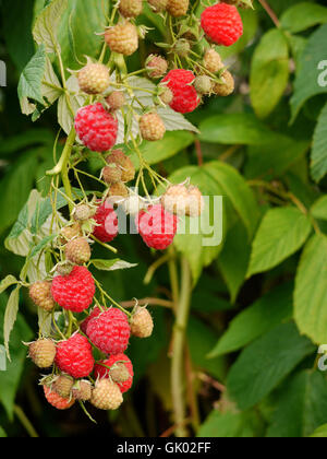 autumn raspberry  Stock Photo