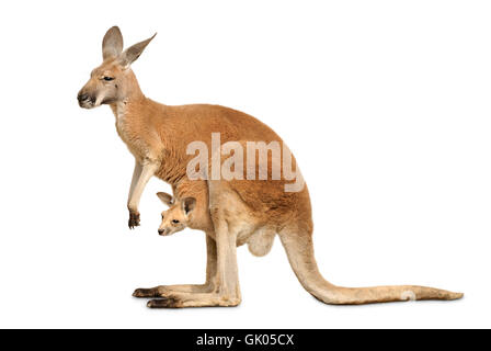 kangaroo female with cub on white Stock Photo