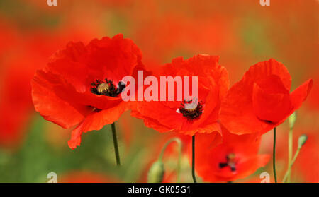 poppy Stock Photo