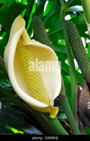 detail flower plant Stock Photo