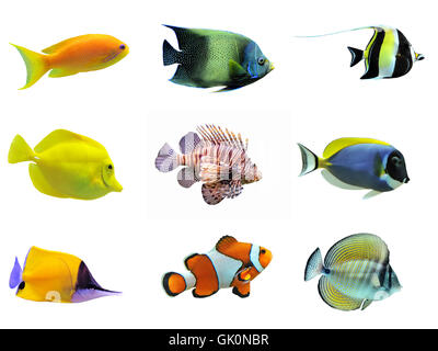 fish fishes tropical Stock Photo