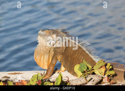 Large brown adult male Green Iguana basking in the sun Stock Photo