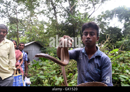 Kolkata, India. 17th Aug, 2016. Thousand of Devotees and snake charmer gather at Khadiyatala near Chakdaha, Nadia on the occasion of Manasa Puja on the last day of Bengali Sravan Month. Snake Charmer perform with snakes during this occasion at Khadiyatala. Manasa, is a Hindu Goddess of snakes, worshipped mainly in Bengal chiefly to prevent and cure snake bite and also for fertility and prosperity. Credit:  Saikat Paul/Pacific Press/Alamy Live News Stock Photo