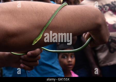 Kolkata, India. 17th Aug, 2016. Thousand of Devotees and snake charmer gather at Khadiyatala near Chakdaha, Nadia on the occasion of Manasa Puja on the last day of Bengali Sravan Month. Snake Charmer perform with snakes during this occasion at Khadiyatala. Manasa, is a Hindu Goddess of snakes, worshipped mainly in Bengal chiefly to prevent and cure snake bite and also for fertility and prosperity. Credit:  Saikat Paul/Pacific Press/Alamy Live News Stock Photo