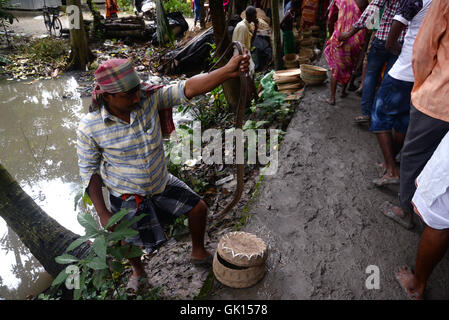 Kolkata, India. 17th Aug, 2016. Thousand of Devotees and snake charmer gather at Khadiyatala near Chakdaha, Nadia on the occasion of Manasa Puja on the last day of Bengali Sravan Month. Snake Charmer perform with snakes during this occasion at Khadiyatala. Manasa, is a Hindu Goddess of snakes, worshipped mainly in Bengal chiefly to prevent and cure snake bite and also for fertility and prosperity. Credit:  Saikat Paul/Pacific Press/Alamy Live News Stock Photo