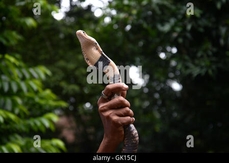 Kolkata, India. 17th Aug, 2016. Thousand of Devotees and snake charmer gather at Khadiyatala near Chakdaha, Nadia on the occasion of Manasa Puja on the last day of Bengali Sravan Month. Snake Charmer perform with snakes during this occasion at Khadiyatala. Manasa, is a Hindu Goddess of snakes, worshipped mainly in Bengal chiefly to prevent and cure snake bite and also for fertility and prosperity. Credit:  Saikat Paul/Pacific Press/Alamy Live News Stock Photo