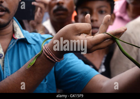 Kolkata, India. 17th Aug, 2016. Thousand of Devotees and snake charmer gather at Khadiyatala near Chakdaha, Nadia on the occasion of Manasa Puja on the last day of Bengali Sravan Month. Snake Charmer perform with snakes during this occasion at Khadiyatala. Manasa, is a Hindu Goddess of snakes, worshipped mainly in Bengal chiefly to prevent and cure snake bite and also for fertility and prosperity. Credit:  Saikat Paul/Pacific Press/Alamy Live News Stock Photo