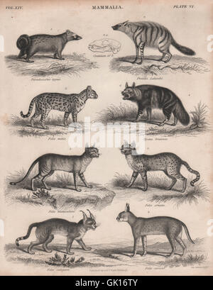 Palm civet Aardwolf Ocelot Hyena Egyptian cat Asiatic wildcat Lynx Caracal, 1860 Stock Photo