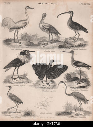 Crane. Spoonbill. Curlew. Painted-snipe. Ruff. Avocet. Jacana. Flamingo, 1860 Stock Photo