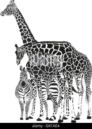 Two giraffes and two zebras Stock Vector