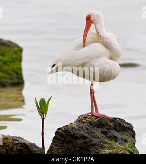 A White Ibis assumes a balletic pose while preening. It stands on coraliferous rock along Florida Bay, Key Largo. Stock Photo