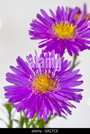 compositae aster asters Stock Photo