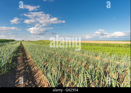 Agricultural field with onion in spring Stock Photo