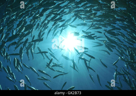 fish in sunlight Stock Photo