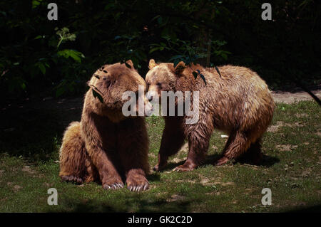 mammal bear brown Stock Photo