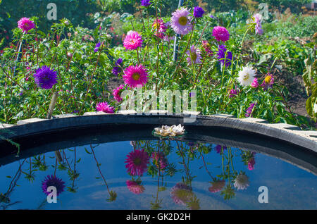 the bed with cultivated beautiful flowers,a bed, a garden, blossoms, flora, flowers, pink, plants, red, summer, white, yellow Stock Photo