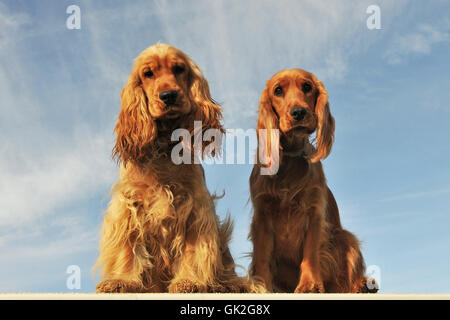 dog puppy english Stock Photo