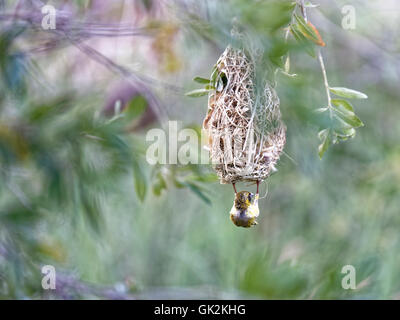 Weaver bird building his nest in Erindi Game Park in Namibia Stock Photo