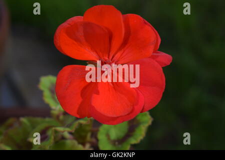 Close up Red Geranium in Summer Stock Photo