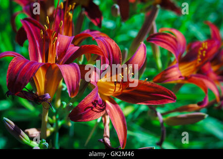 Dark red daylilies in the summer garden. Stock Photo