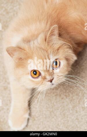 animal pet cat baby Stock Photo