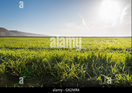 Young wheat field in the morning Stock Photo