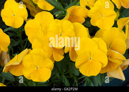 Garden pansy (Viola tricolor var. hortensis). Flowering plant. Stock Photo