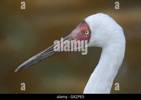 Siberian crane (Grus leucogeranus), also known as the snow crane. Wildlife animal. Stock Photo