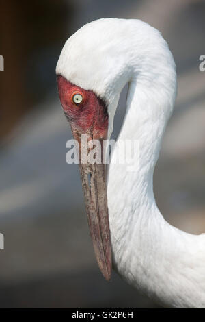 Siberian crane (Grus leucogeranus), also known as the snow crane. Wildlife animal. Stock Photo