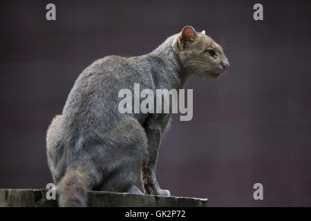 Jaguarundi (Puma yagouaroundi), also known as the eyra cat. Wildlife animal. Stock Photo