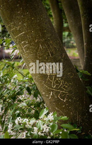 Letters and words carved into the bark of a tree. Stock Photo