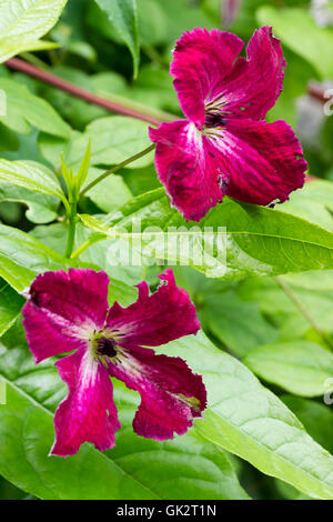 Red flowers of the hardy climbing viticella type Clematis 'Abundance' Stock Photo