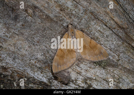 Herbst-Kiefern-Nadelholzspanner, Herbst-Kiefernnadelholzspanner, Herbst-Kiefernadelholz-Spanner, Violettgrauer Kiefern-Blattspan Stock Photo