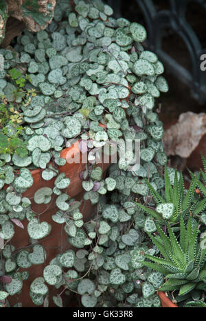 Ceropegia  woodii,String of Hearts, Rosary Vine Stock Photo