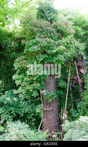 Hydrangea anomala subsp. petiolaris, climbing hydrangea Stock Photo