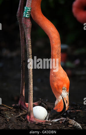 Caribbean flamingo (Phoenicopterus ruber), also known as the American flamingo inspects its eggs in the nest at Ostrava Zoo in N Stock Photo