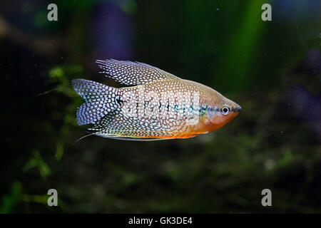 Pearl gourami (Trichopodus leerii), also known as the mosaic gourami. Wildlife animal. Stock Photo